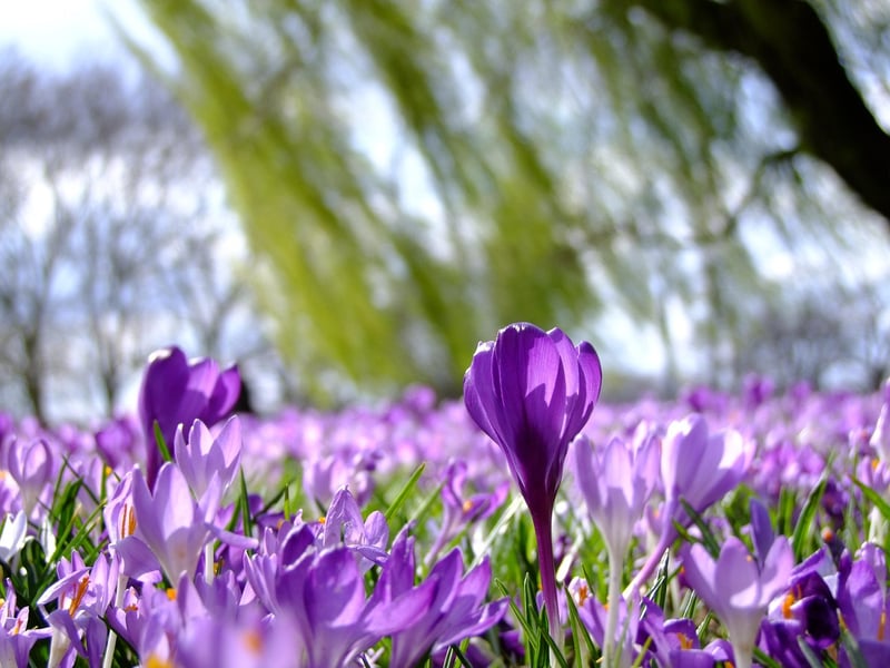 Macro Shot of a Crocus Flower